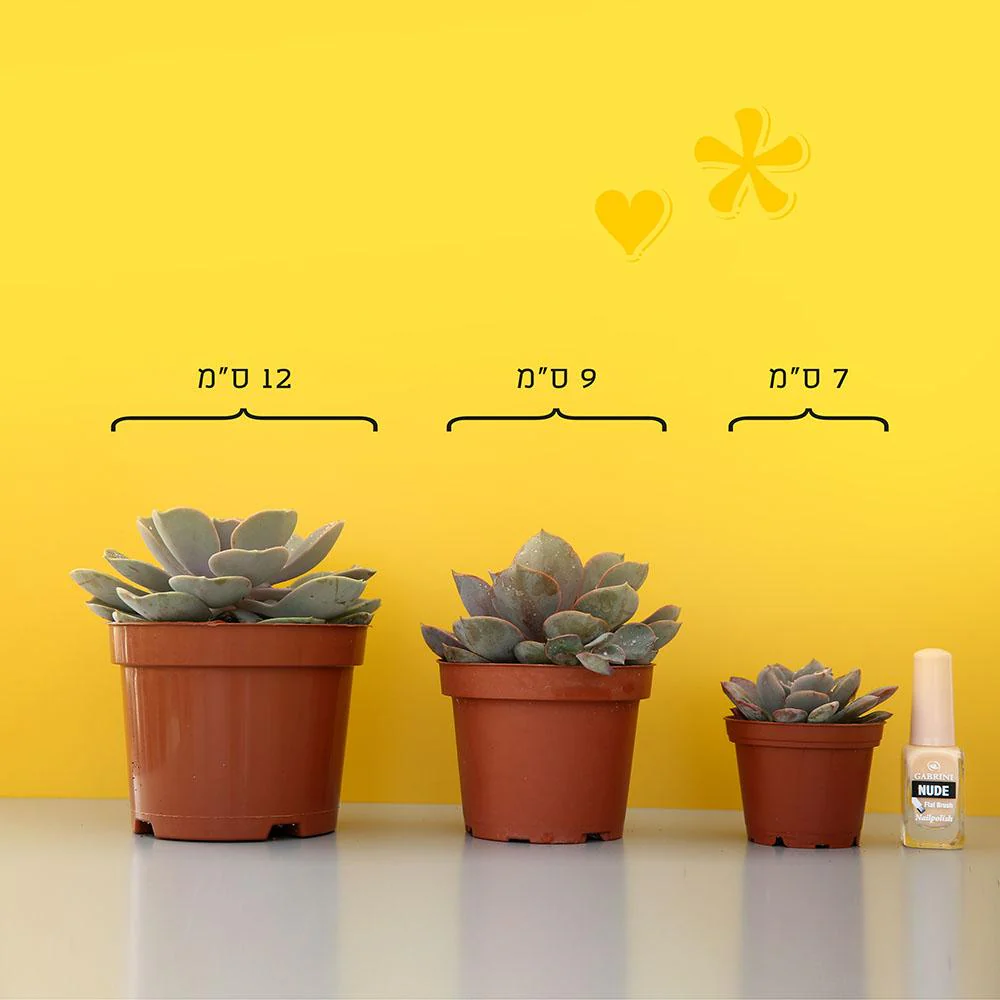 תמונה ממוזערת 2