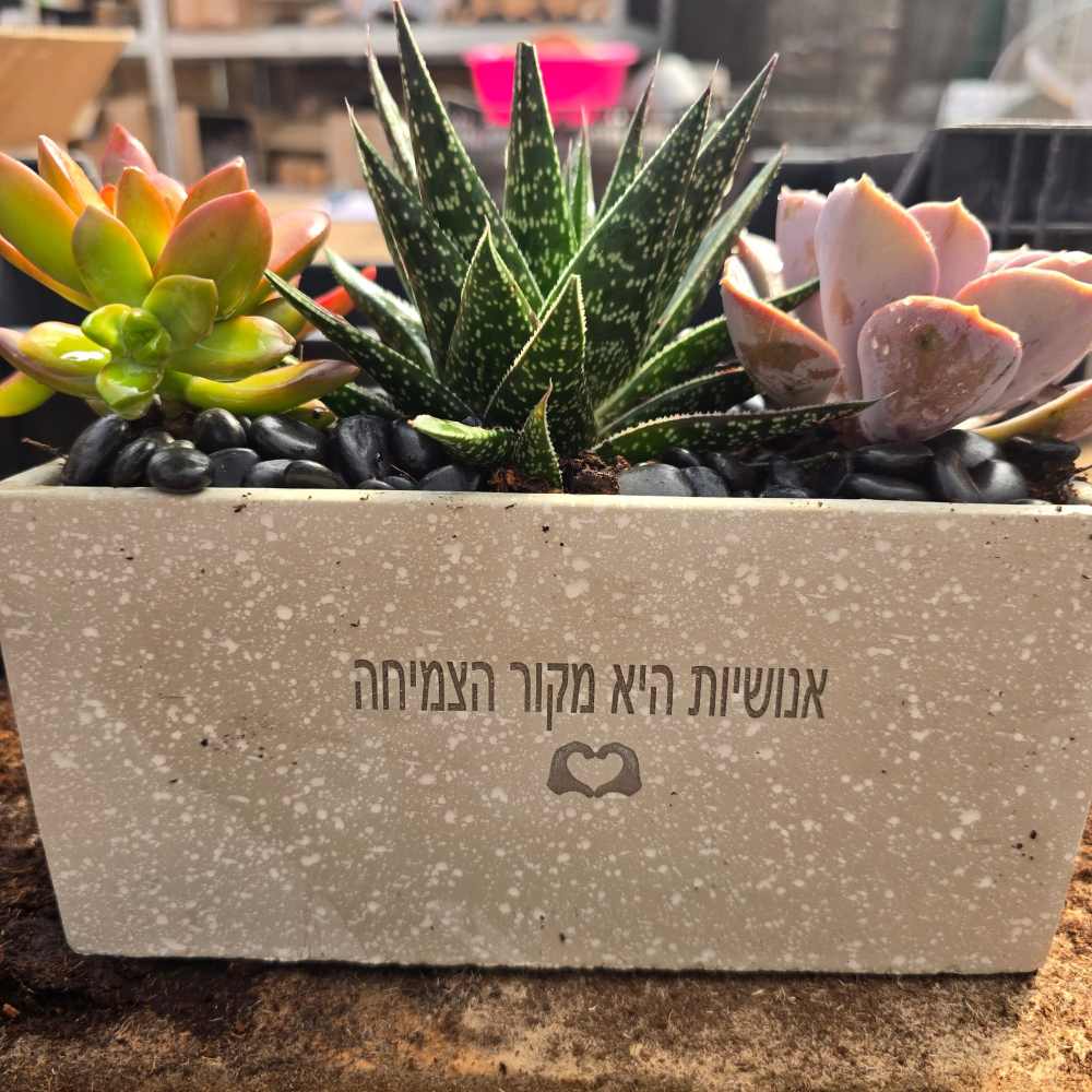 תמונת מוצר 10