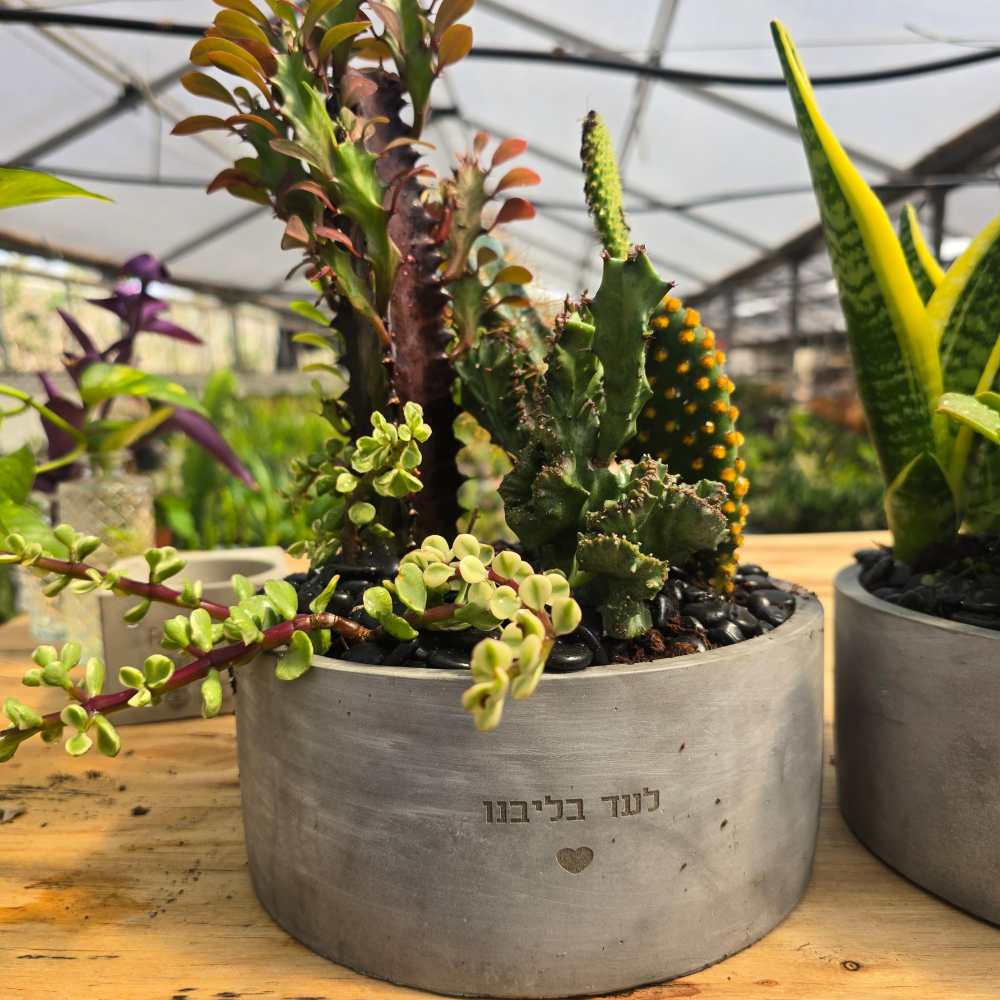 תמונת מוצר 12