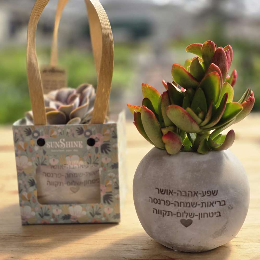 תמונת מוצר 4