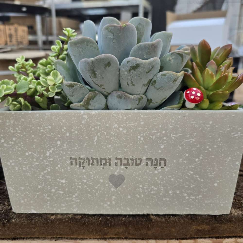 תמונת מוצר 6