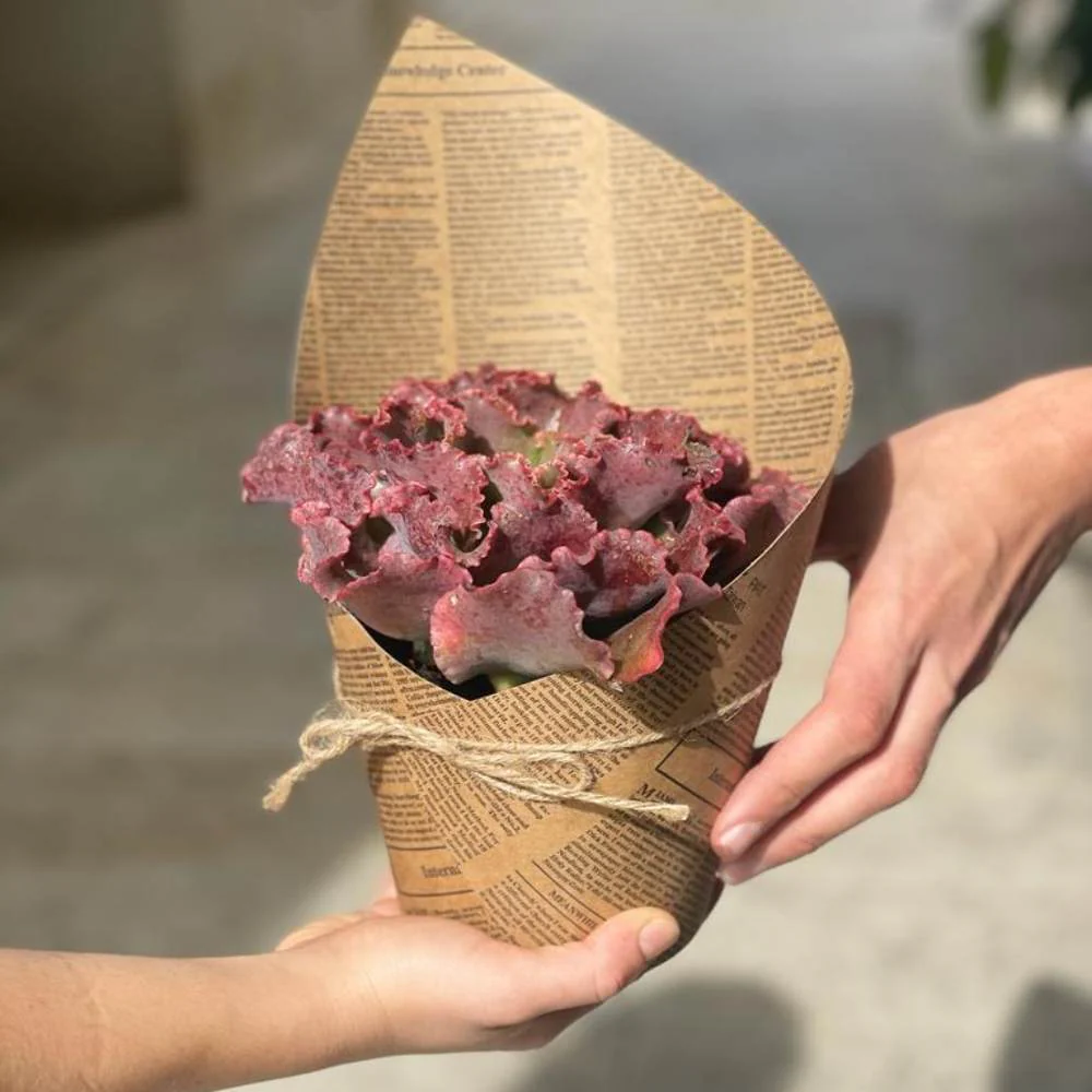 תמונת מוצר 45