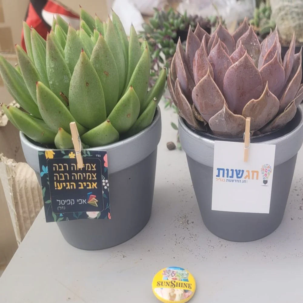 תמונת מוצר 12