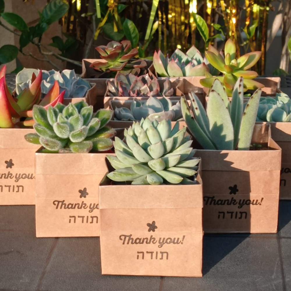 תמונה ממוזערת 2