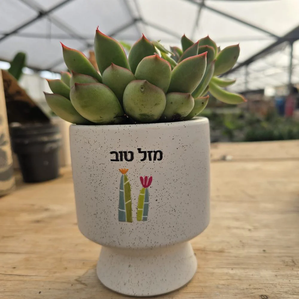 תמונת מוצר 4