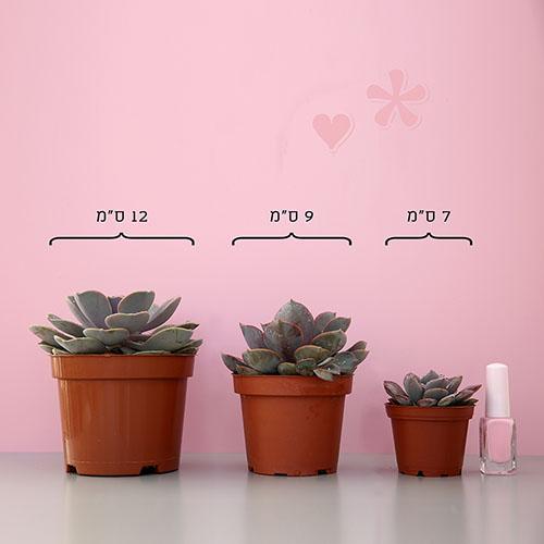 תמונת מוצר 3
