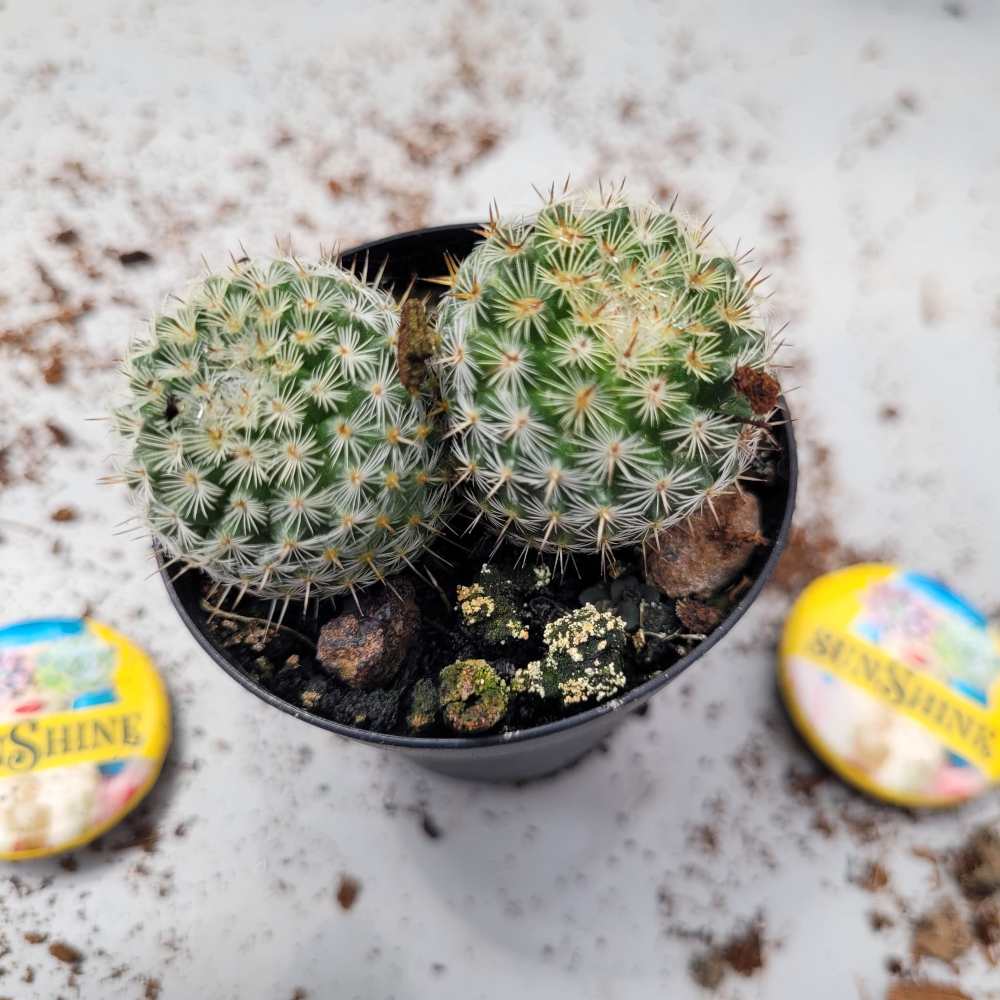 תמונת מוצר 1