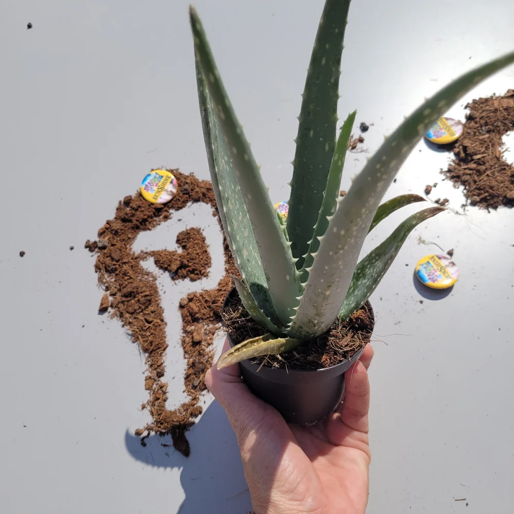 תמונה ממוזערת 1