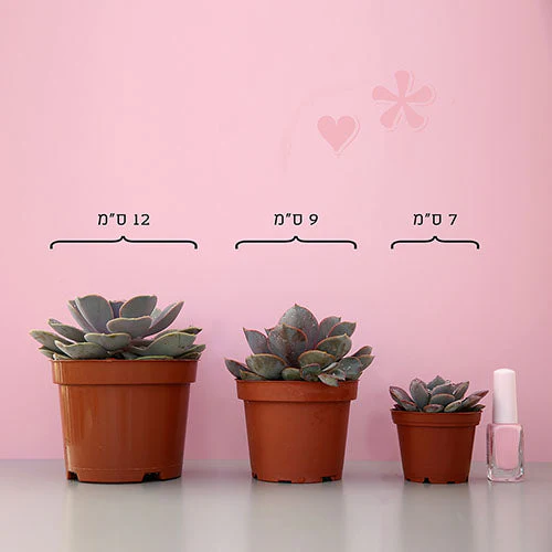 תמונה ממוזערת 2