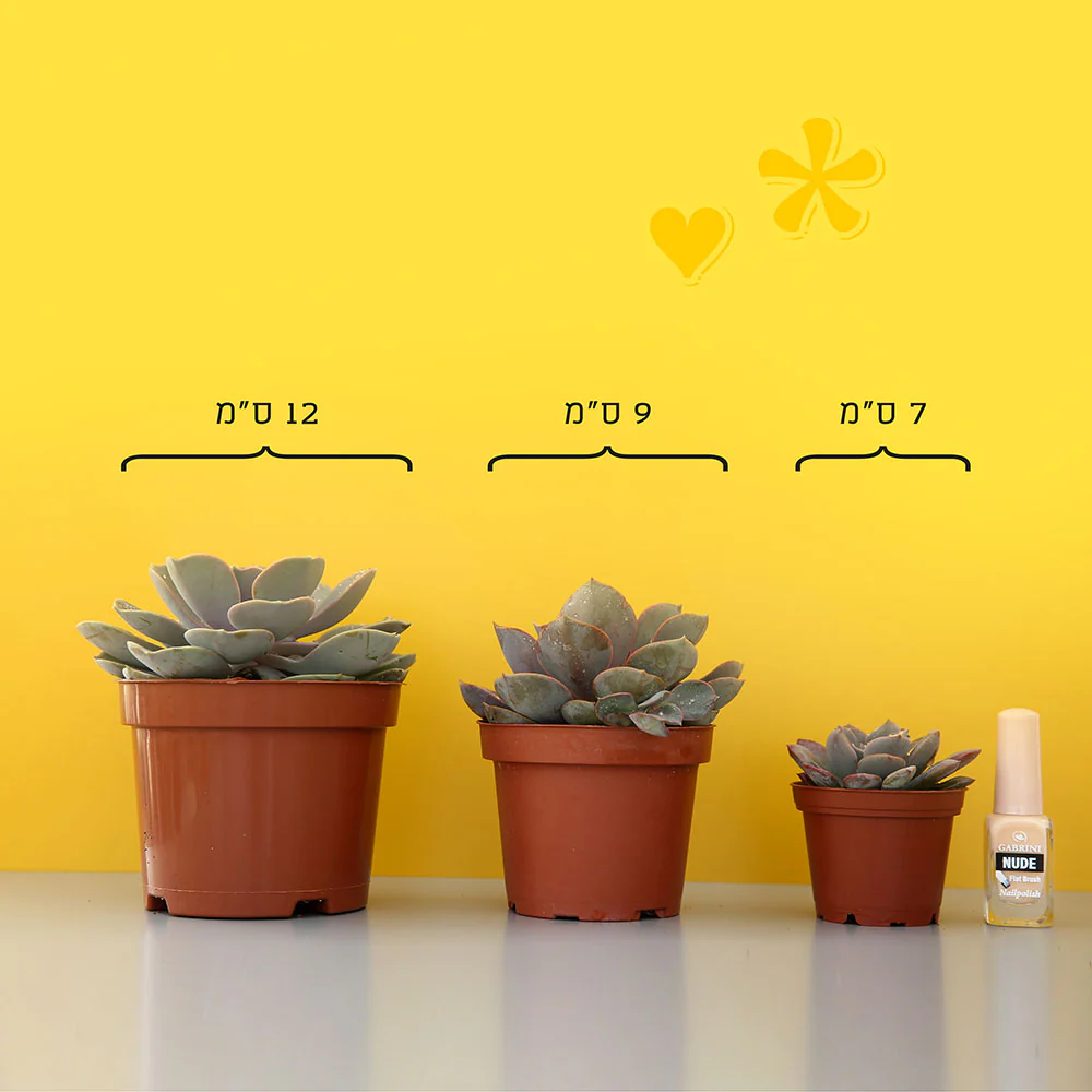 תמונת מוצר 3