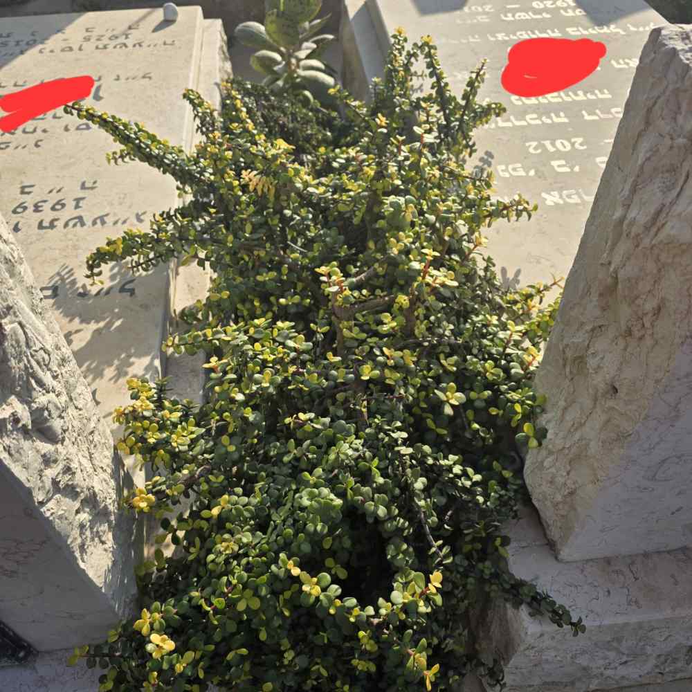 תמונת מוצר 4