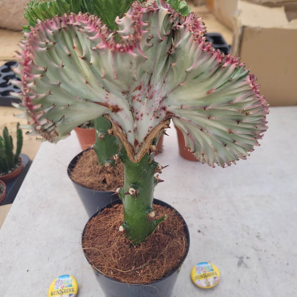 תמונה ממוזערת 1