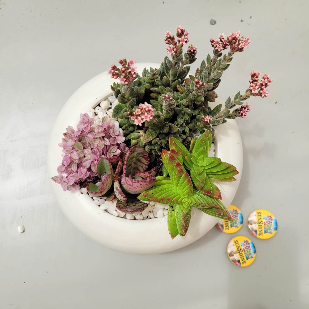 תמונת מוצר 11
