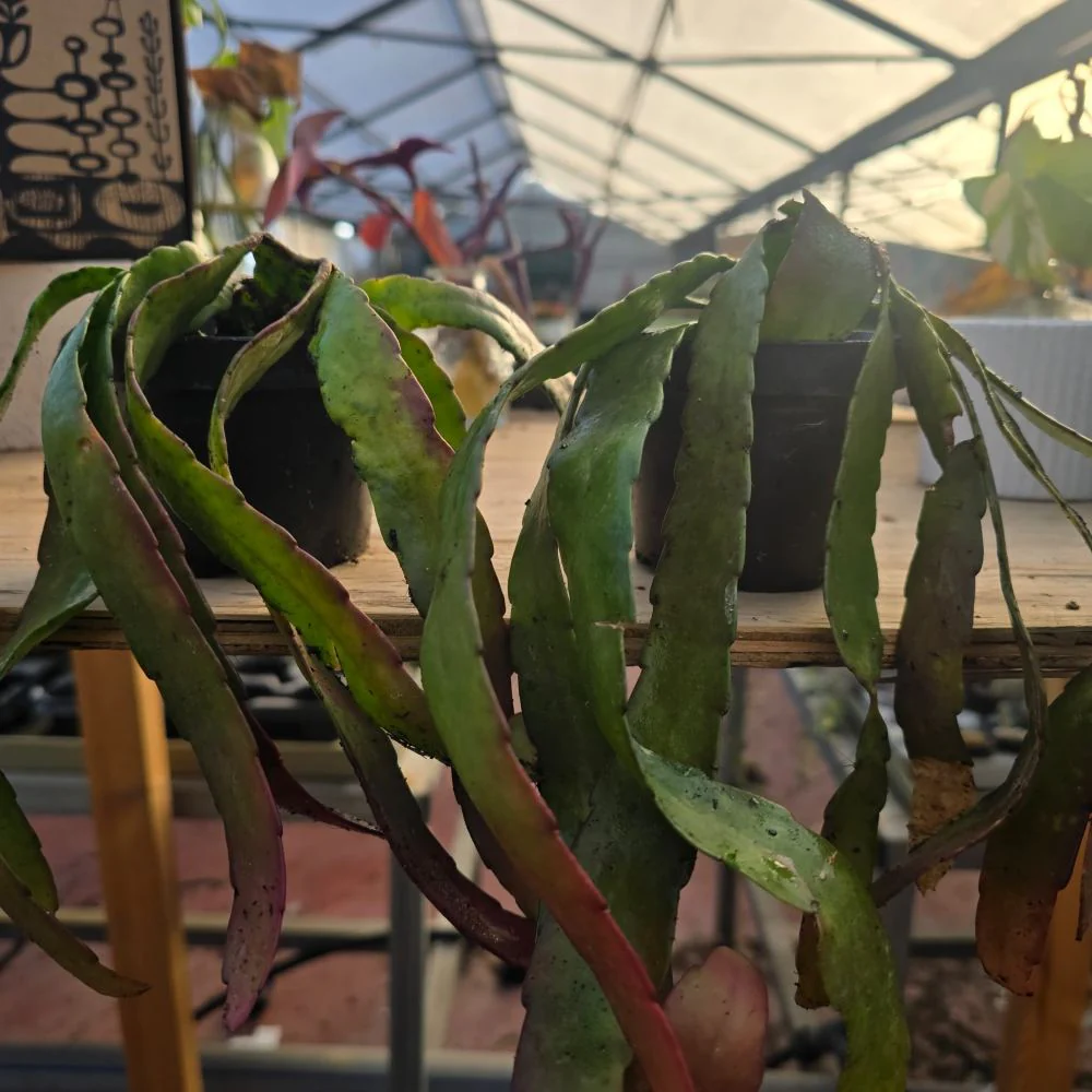 תמונת מוצר 1