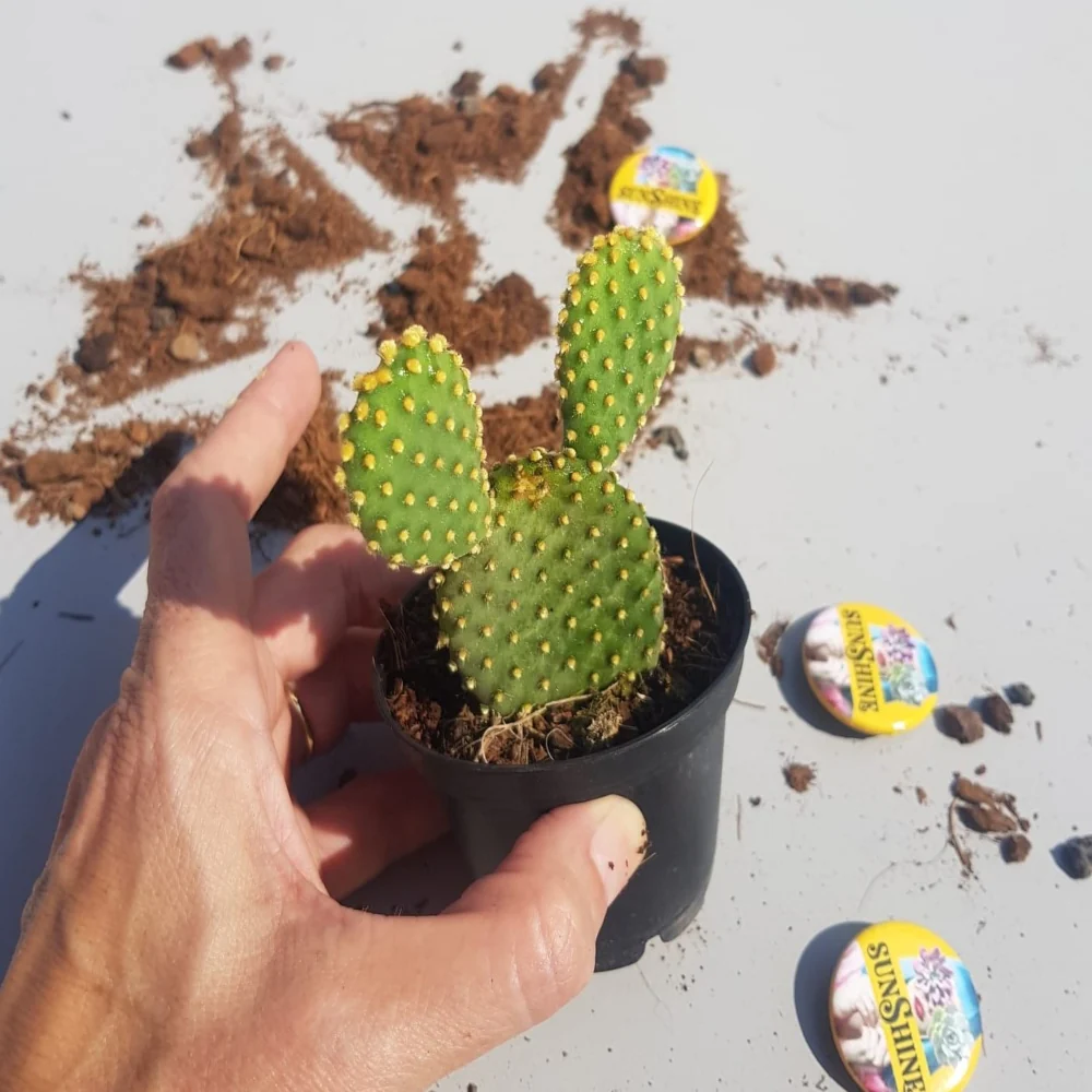 תמונת מוצר 1