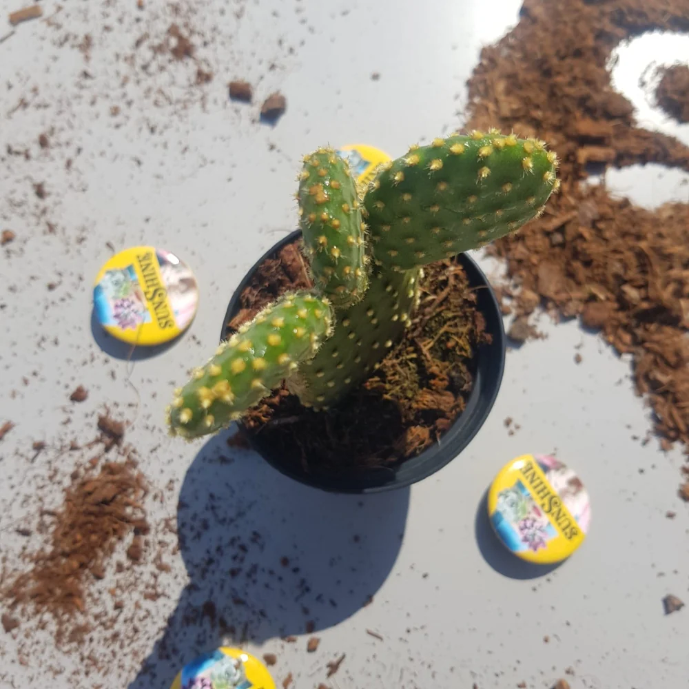 תמונת מוצר 4
