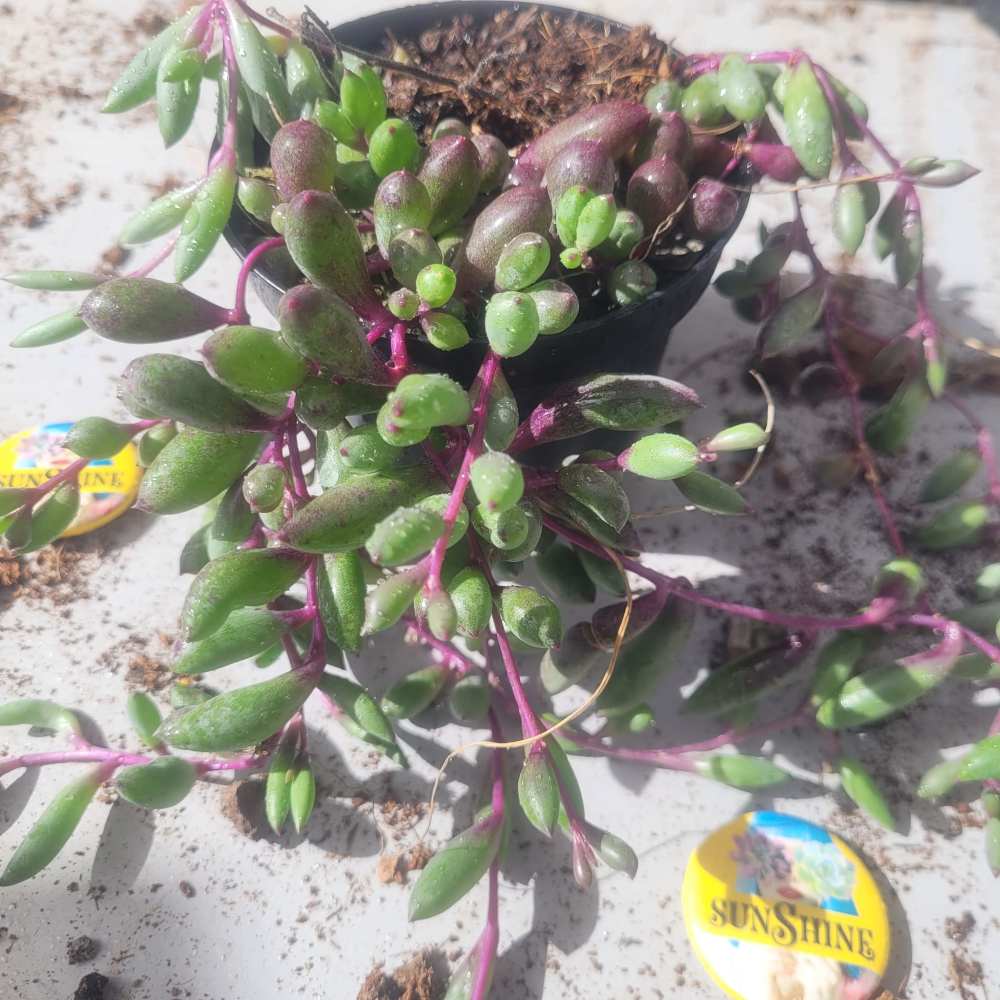 תמונת מוצר 4
