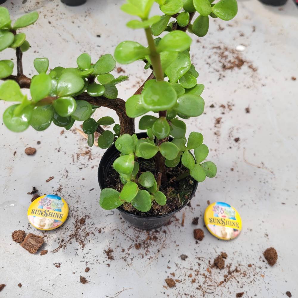 תמונה ממוזערת 1