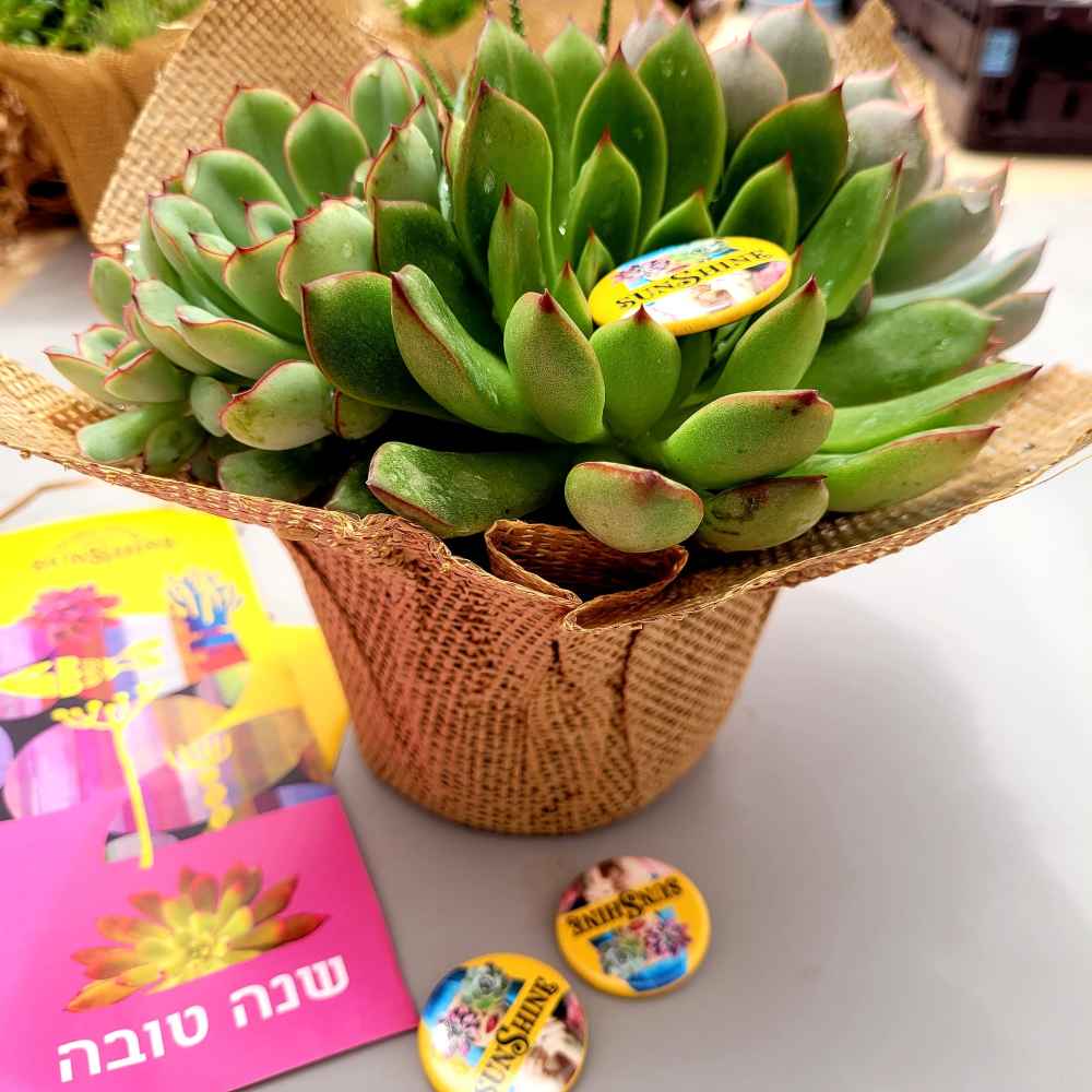 תמונת מוצר 3